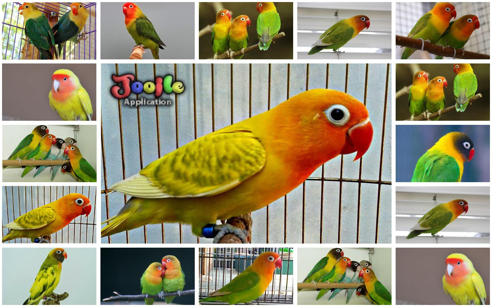 Detail Download Gambar Burung Lovebird Nomer 27