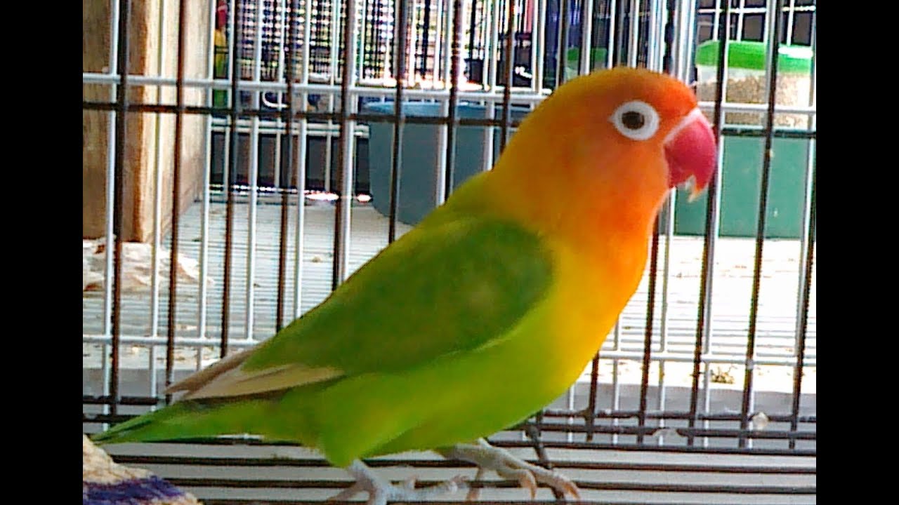 Detail Download Gambar Burung Lovebird Nomer 4