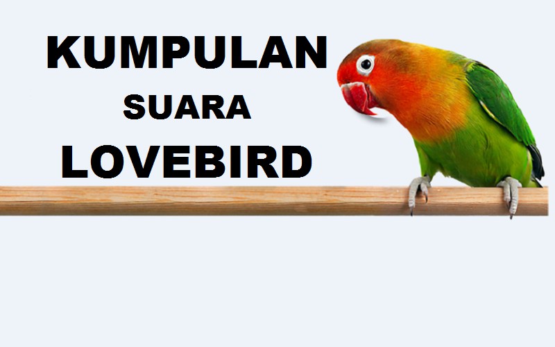 Detail Download Gambar Burung Lovebird Nomer 31