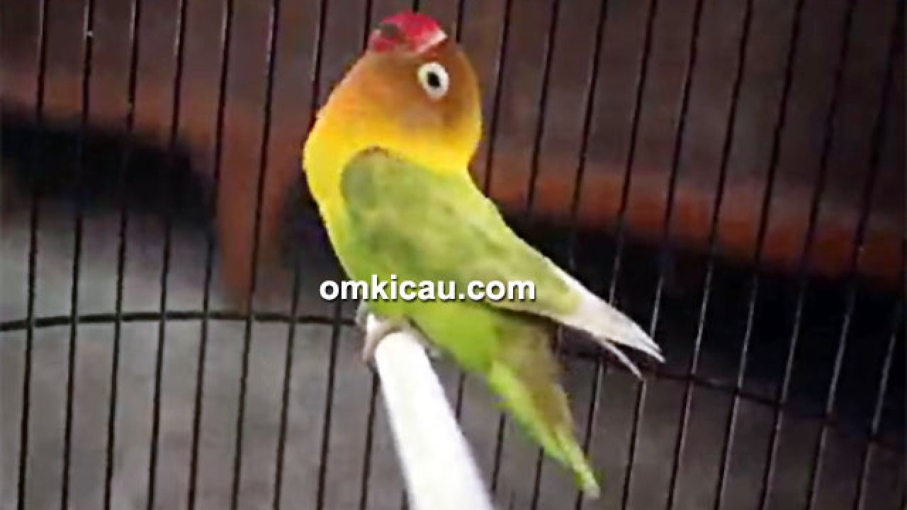 Detail Download Gambar Burung Lovebird Nomer 39