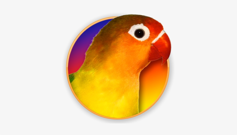 Detail Download Gambar Burung Lovebird Nomer 40