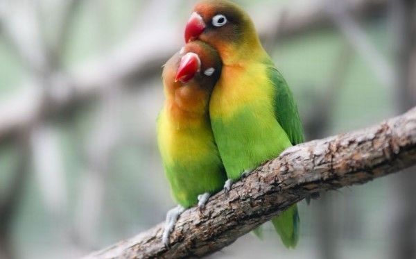 Detail Download Gambar Burung Lovebird Nomer 48