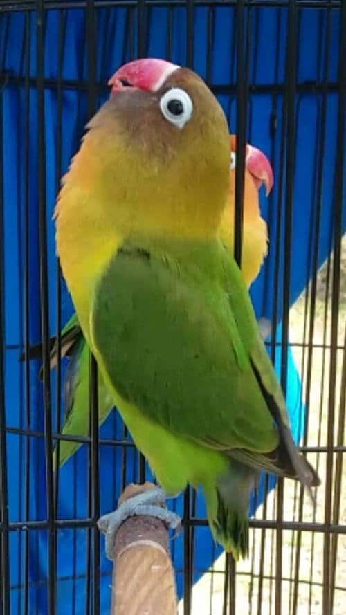 Detail Download Gambar Burung Lovebird Nomer 49