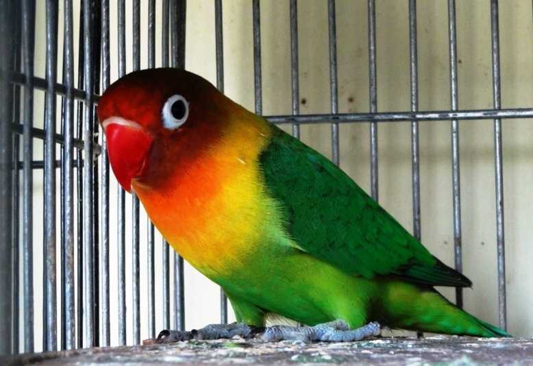 Detail Download Gambar Burung Lovebird Nomer 50