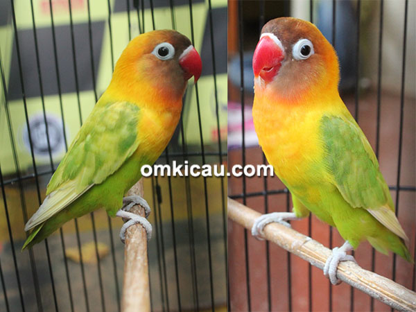 Detail Download Gambar Burung Lovebird Nomer 10