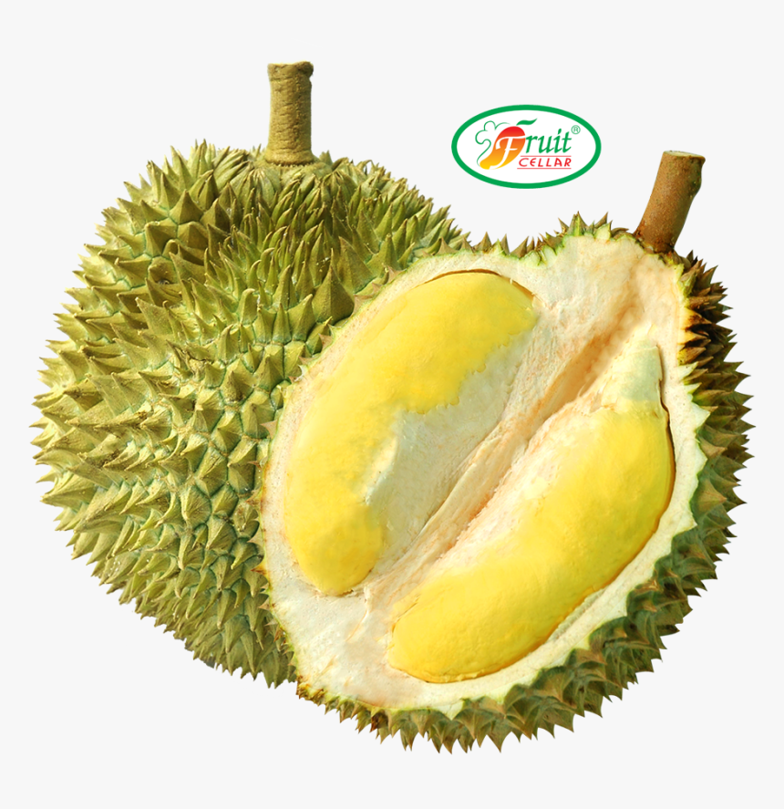 Detail Download Gambar Durian Nomer 11