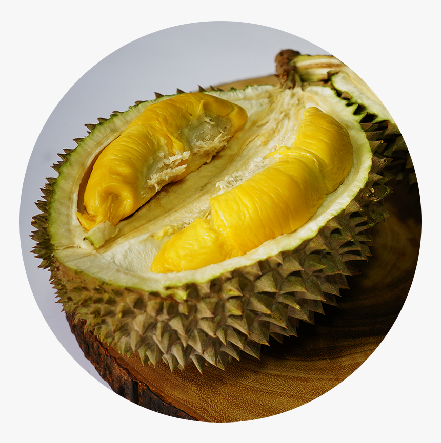 Detail Download Gambar Durian Nomer 14