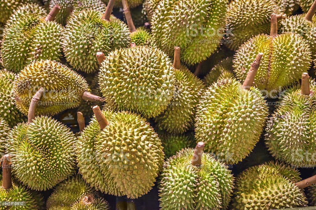 Detail Download Gambar Durian Nomer 15