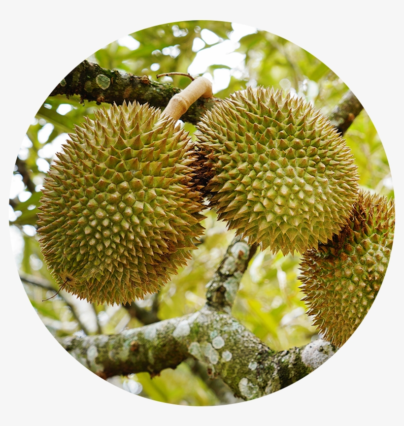 Detail Download Gambar Durian Nomer 27