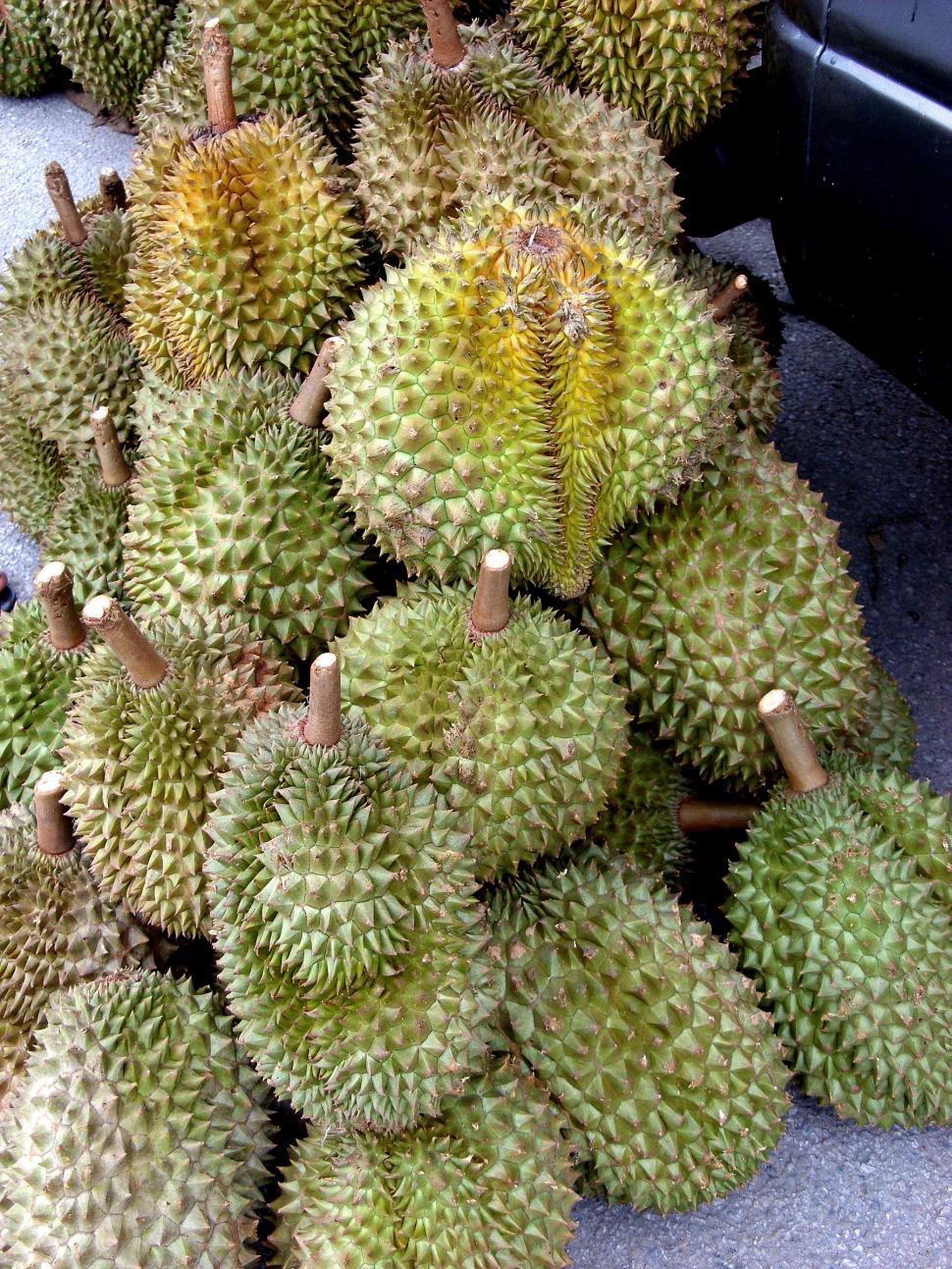 Detail Download Gambar Durian Nomer 4