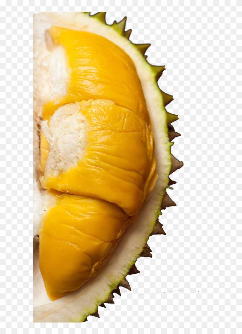 Detail Download Gambar Durian Nomer 34