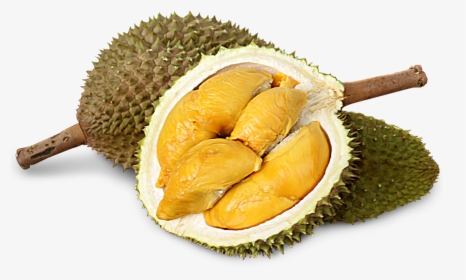 Detail Download Gambar Durian Nomer 5