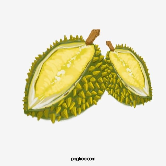 Detail Download Gambar Durian Nomer 43