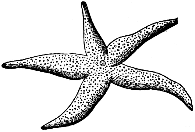 Detail Starfish Black And White Clipart Nomer 11