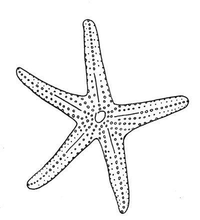 Detail Starfish Black And White Clipart Nomer 16