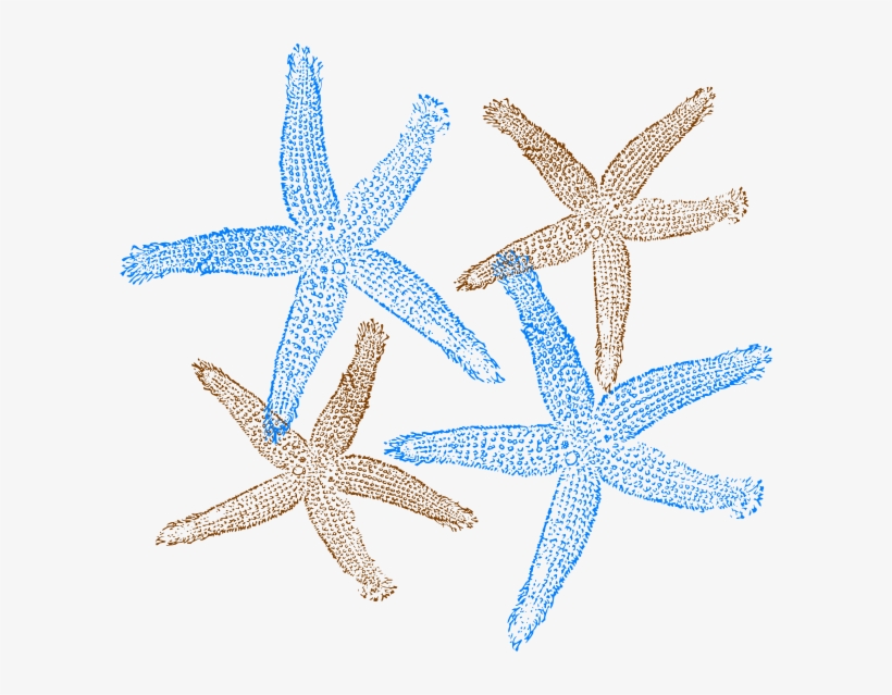 Detail Starfish Black And White Clipart Nomer 38