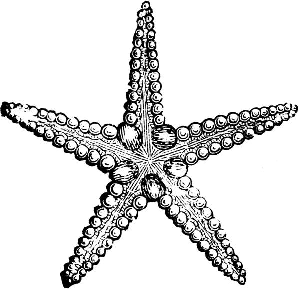 Detail Starfish Black And White Clipart Nomer 8