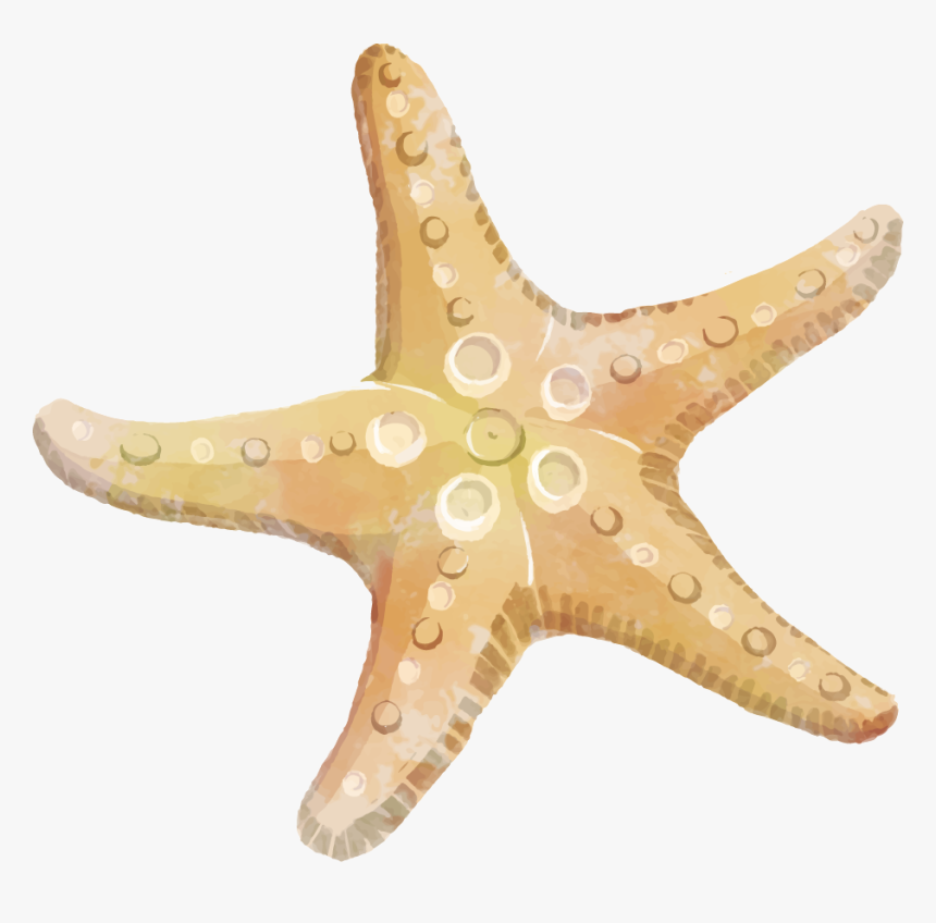 Detail Starfish Clip Art Free Nomer 9