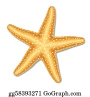 Detail Starfish Clip Art Free Nomer 10