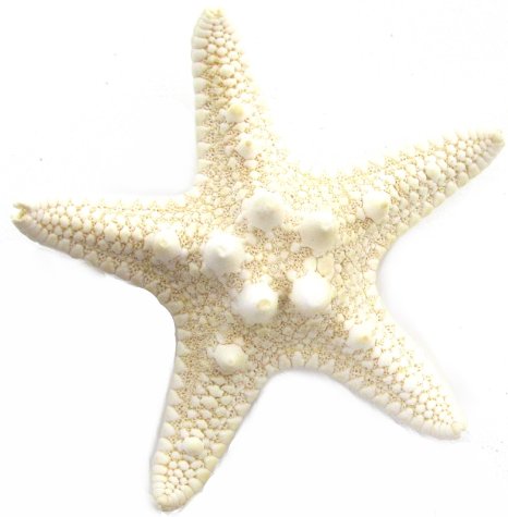 Detail Starfish Clip Art Free Nomer 35