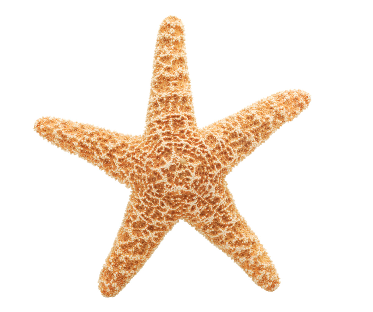 Detail Starfish Clip Art Free Nomer 40