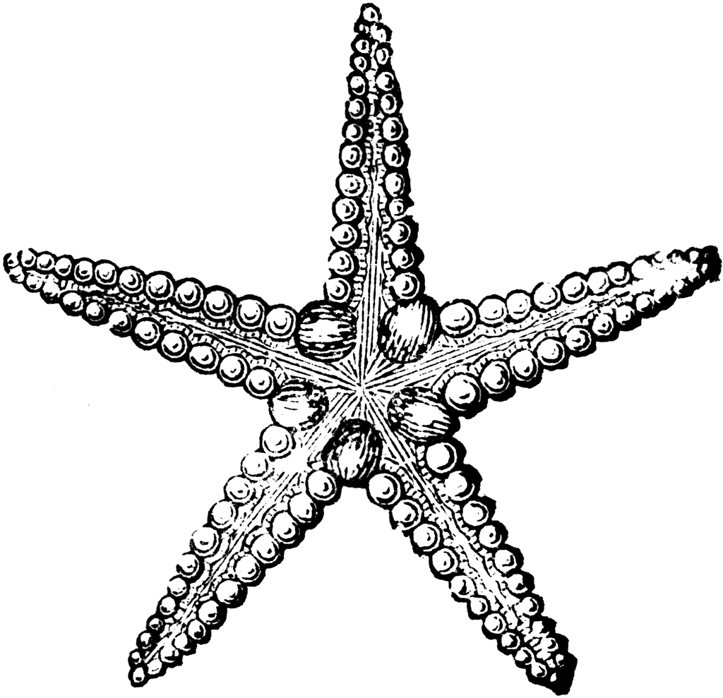 Detail Starfish Clipart Black And White Nomer 14