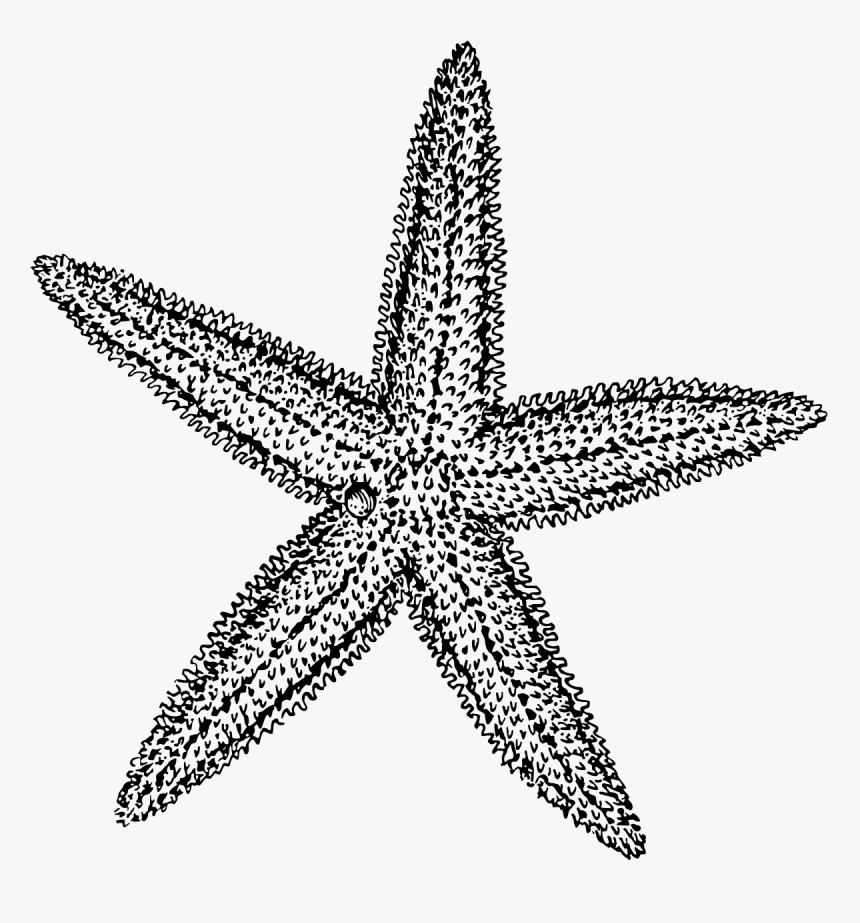 Detail Starfish Clipart Black And White Nomer 20