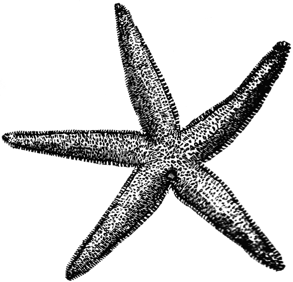 Detail Starfish Clipart Black And White Nomer 33