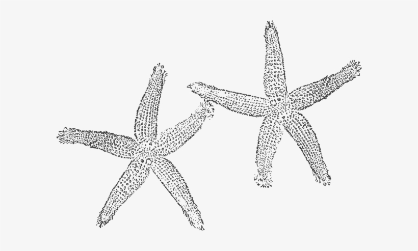 Detail Starfish Clipart Black And White Nomer 43
