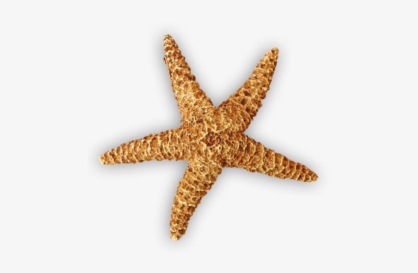 Detail Starfish Clipart Png Nomer 20