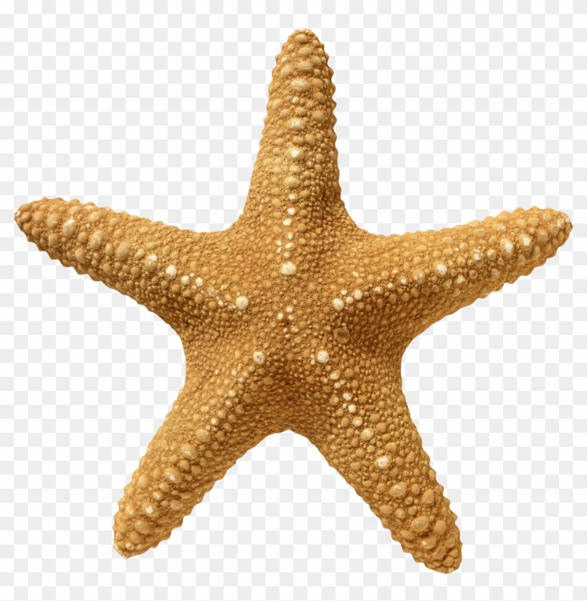 Detail Starfish Clipart Png Nomer 30