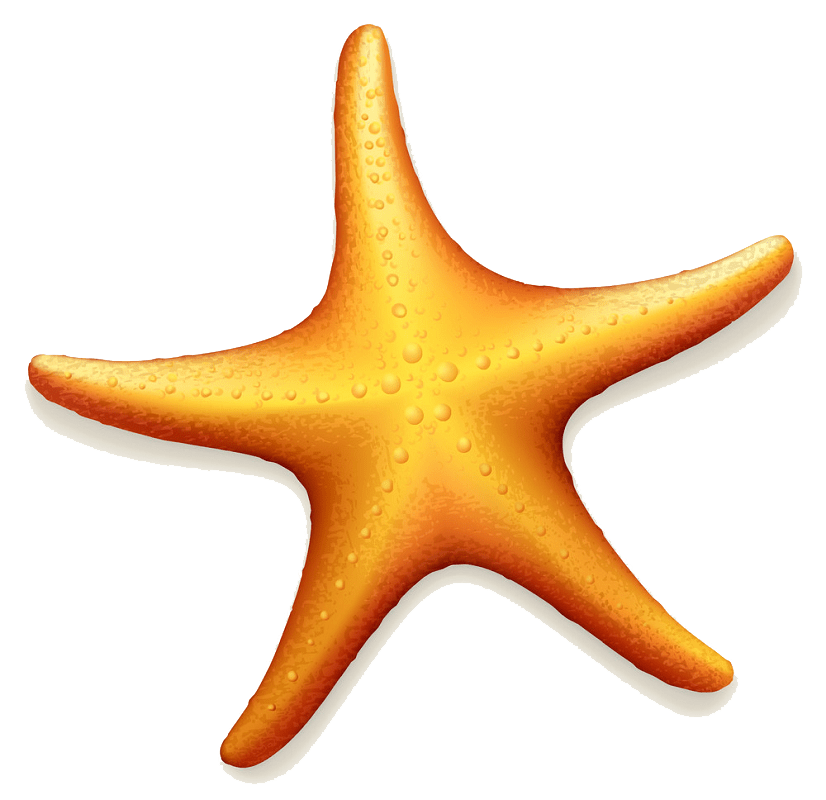 Detail Starfish Clipart Transparent Nomer 16