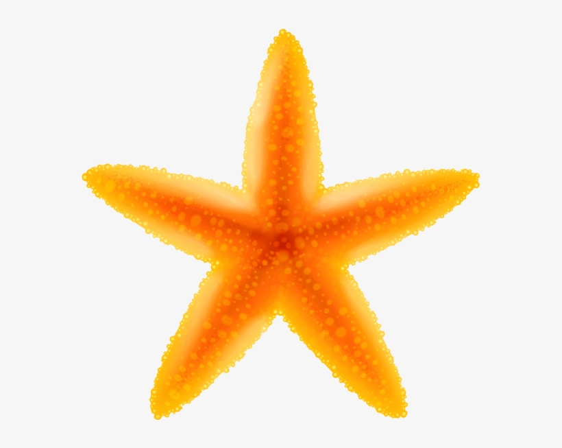 Detail Starfish Clipart Transparent Nomer 25