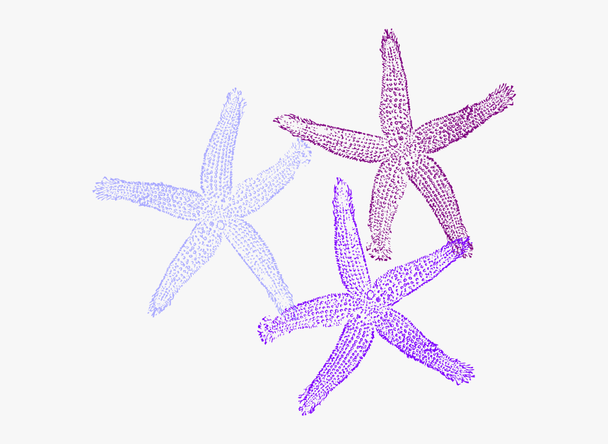 Detail Starfish Clipart Transparent Nomer 30