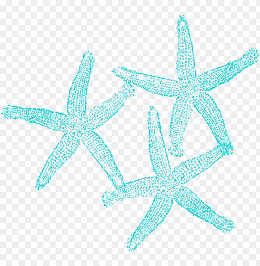 Detail Starfish Clipart Transparent Nomer 32