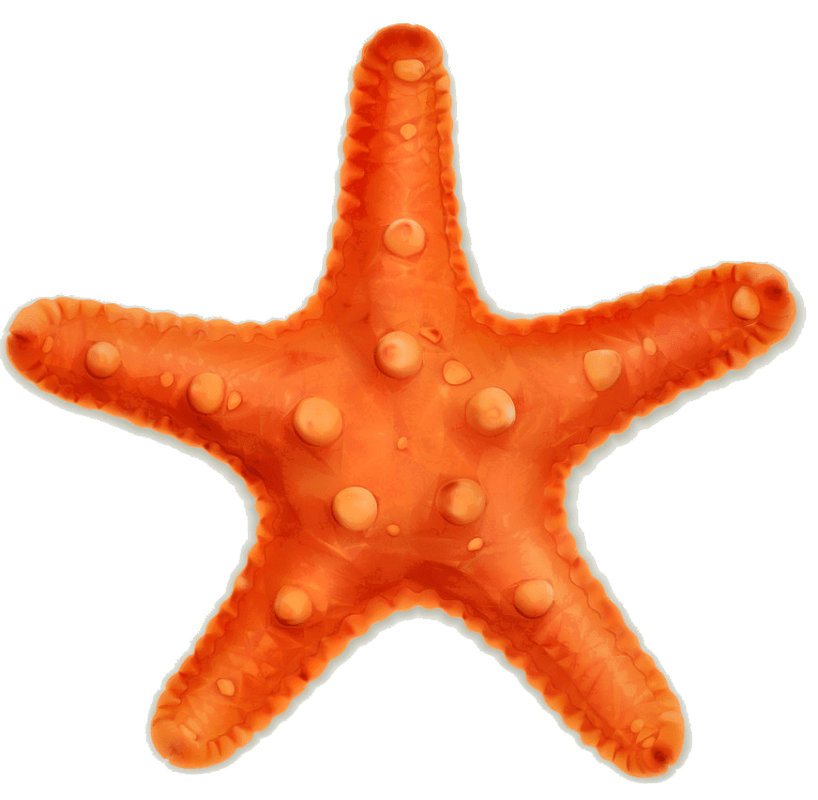 Detail Starfish Clipart Transparent Nomer 38