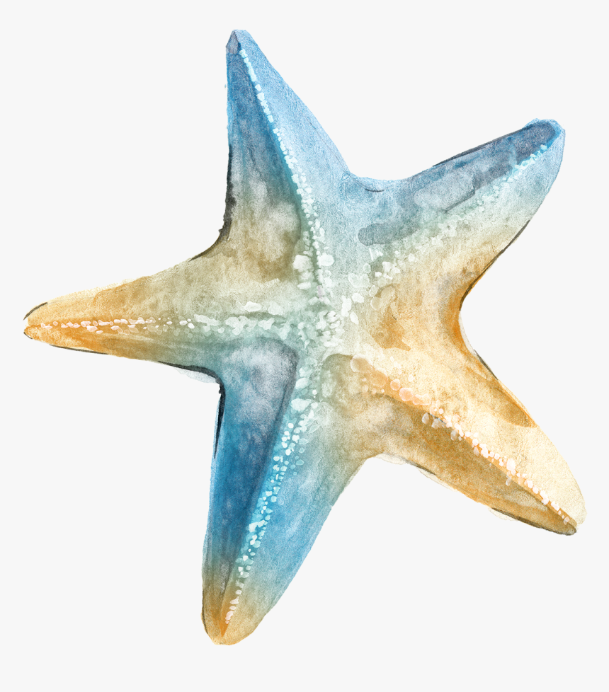 Detail Starfish Clipart Transparent Nomer 42