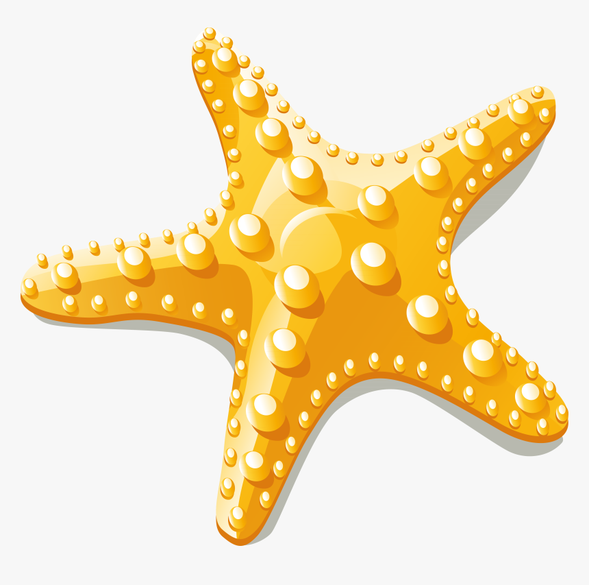 Detail Starfish Clipart Transparent Background Nomer 9