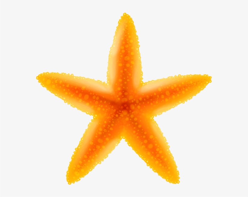 Detail Starfish Clipart Transparent Background Nomer 19