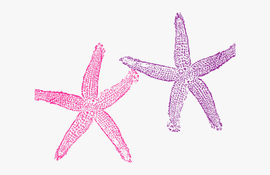 Detail Starfish Clipart Transparent Background Nomer 36