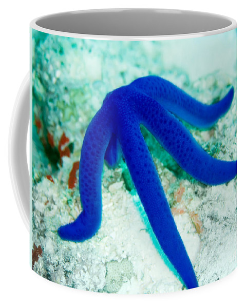Detail Starfish Coffee Mug Nomer 44