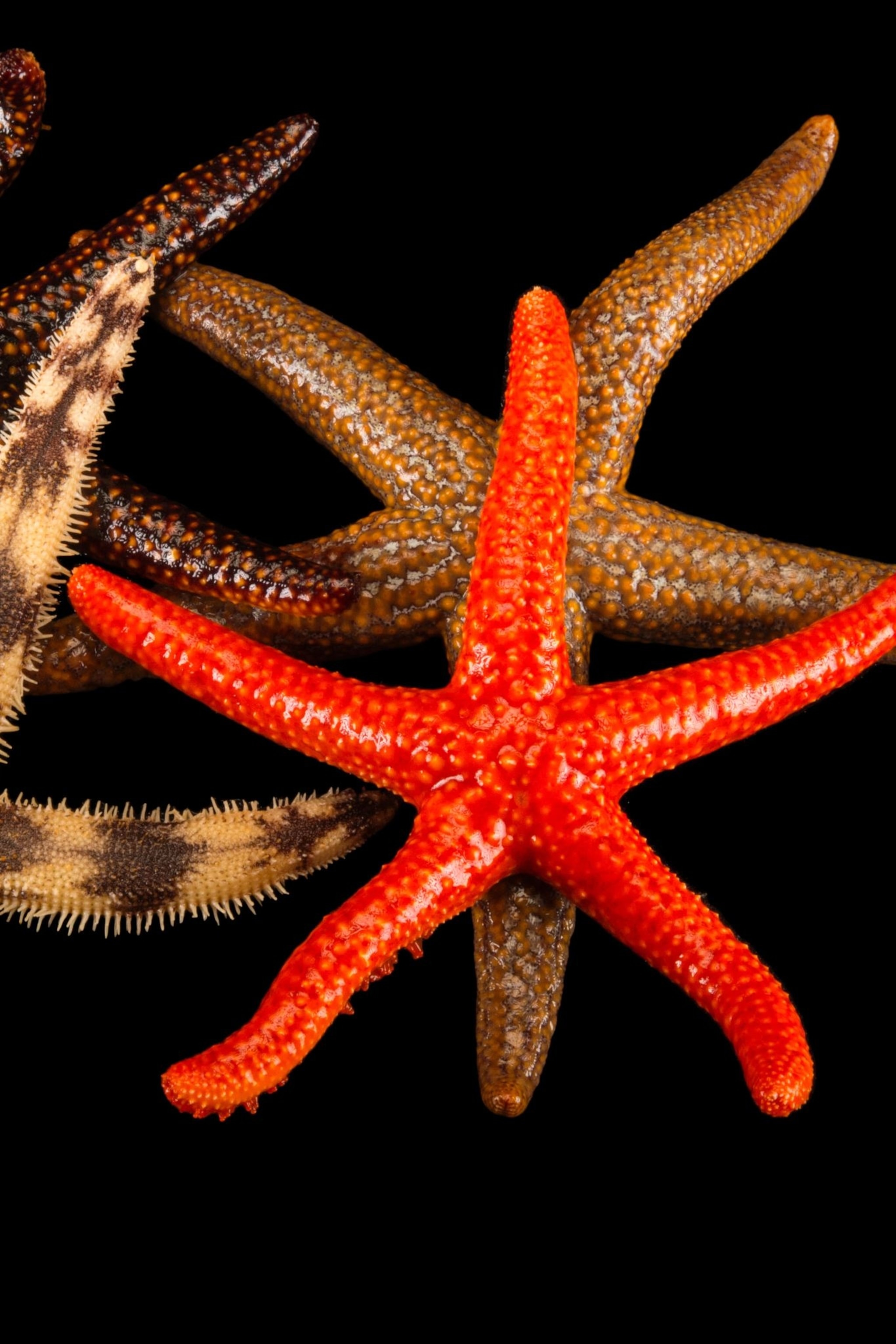 Detail Starfish Image Nomer 4