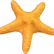 Detail Starfish Image Free Nomer 23