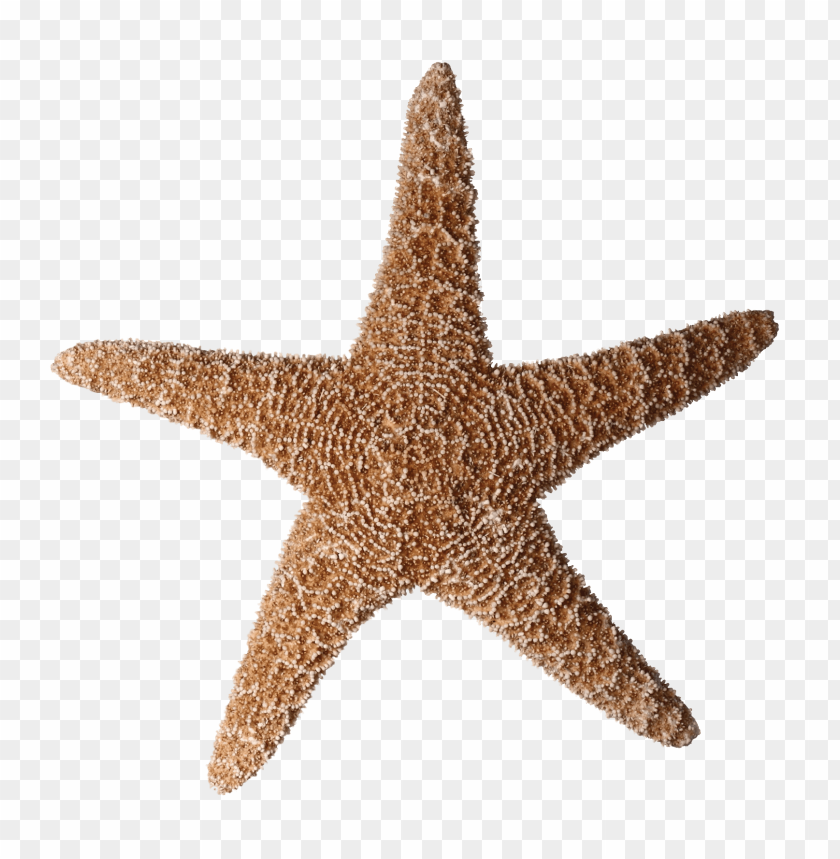 Detail Starfish No Background Nomer 12