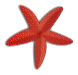Detail Starfish No Background Nomer 13