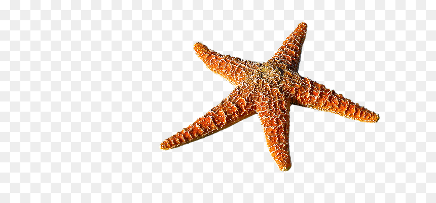 Detail Starfish No Background Nomer 16
