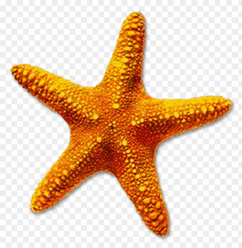 Detail Starfish No Background Nomer 2