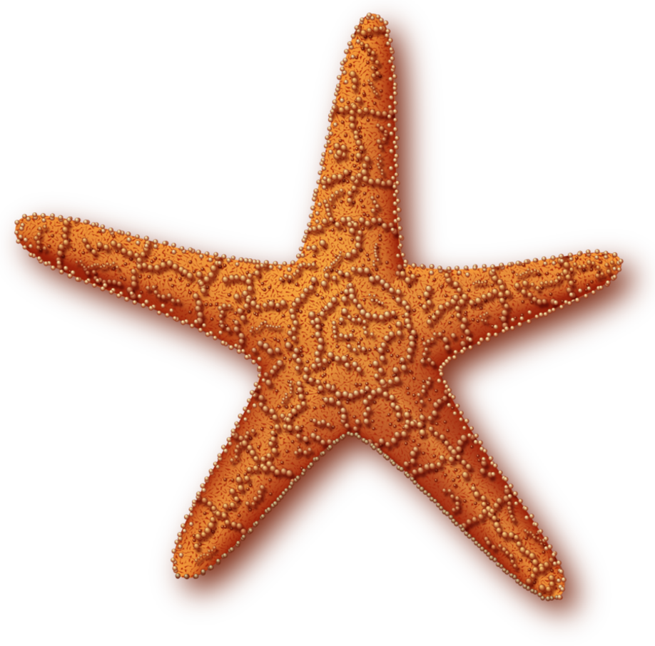 Detail Starfish No Background Nomer 24