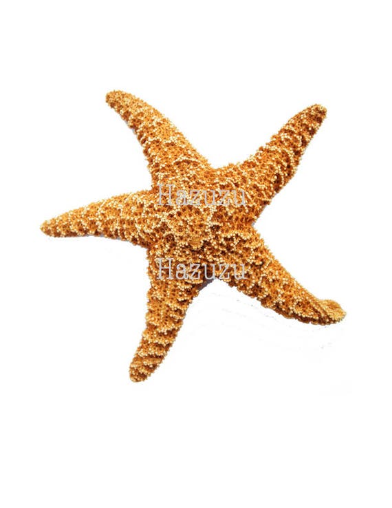 Detail Starfish No Background Nomer 6