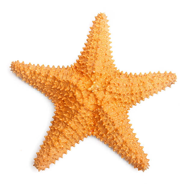 Detail Starfish Photographs Nomer 11